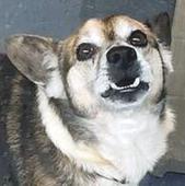 Brutus