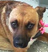 Paddles